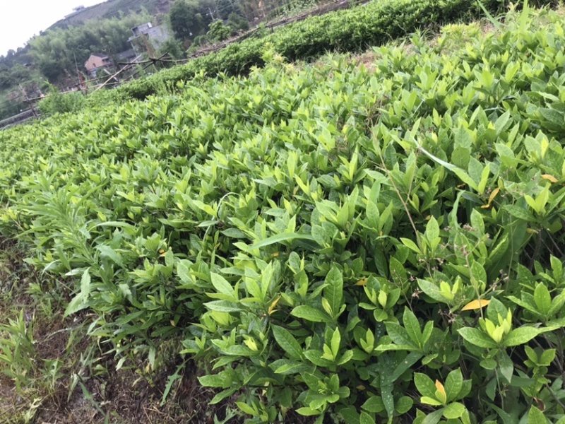 黄栀子苗山栀子苗枝子