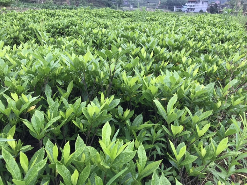 黄栀子苗山栀子苗枝子