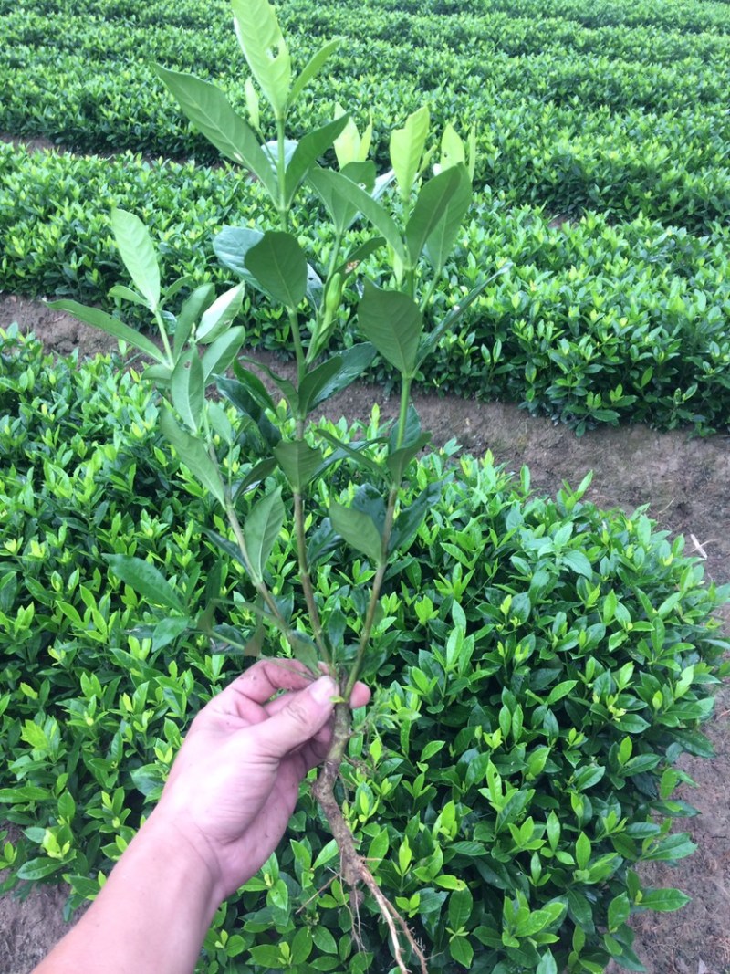 黄栀子苗山栀子苗枝子