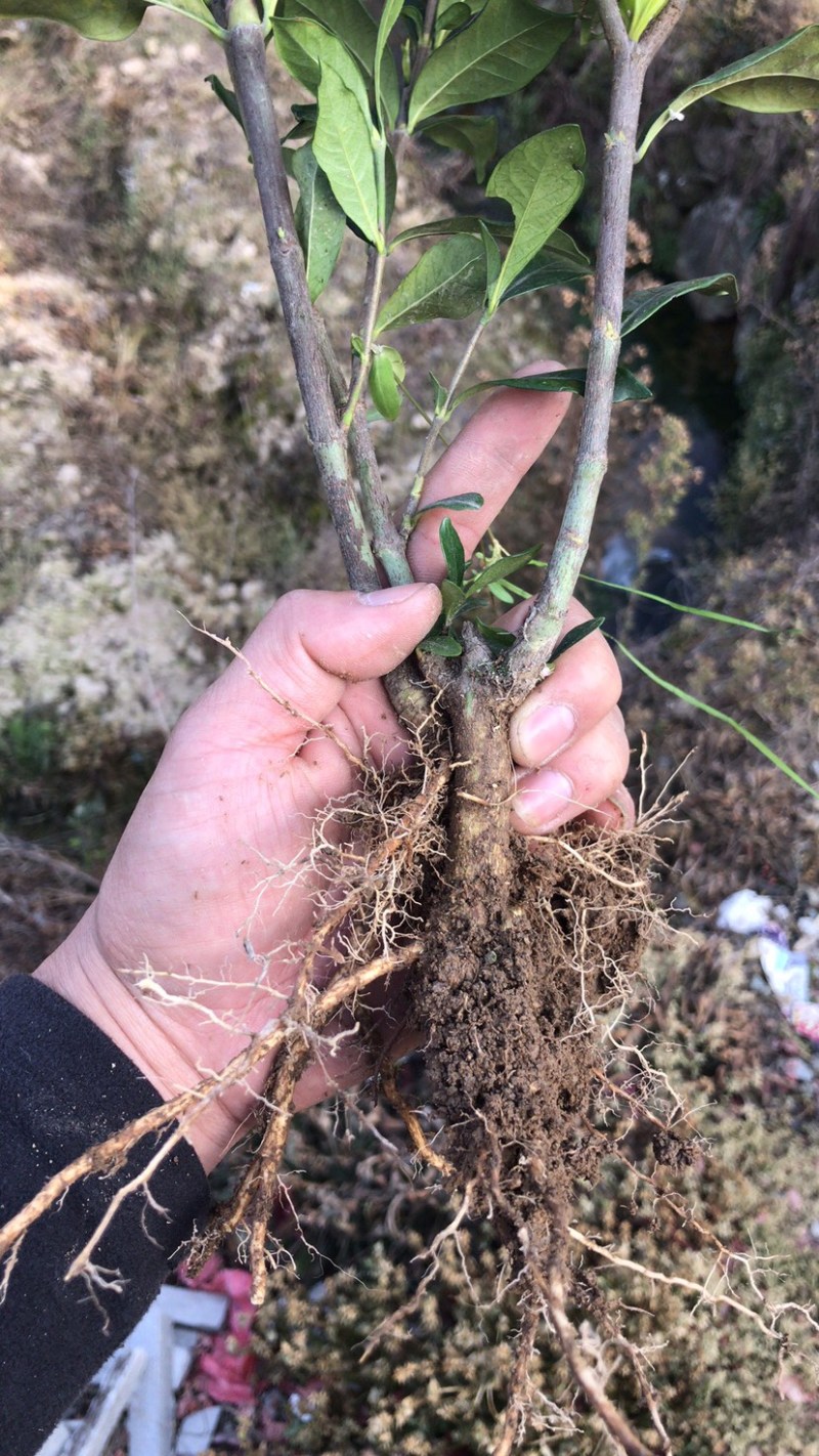 黄栀子苗山栀子苗枝子