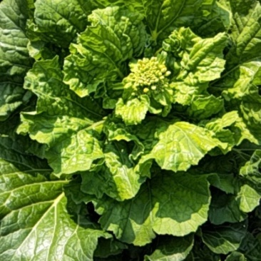 贵州白菜菜苔园地新鲜质量保证对接全国一条龙服务