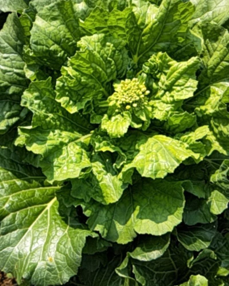 贵州白菜菜苔园地新鲜质量保证对接全国一条龙服务