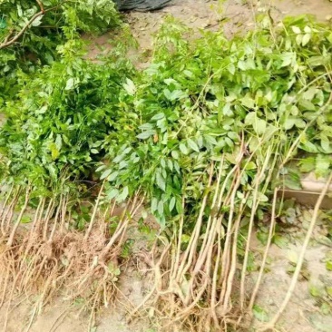 紫藤树苗丰花紫藤紫水晶蓝月亮白藤紫藤花现货供应