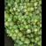 福建省漳州市漳浦县优质品甘蓝菜（牛心菜）