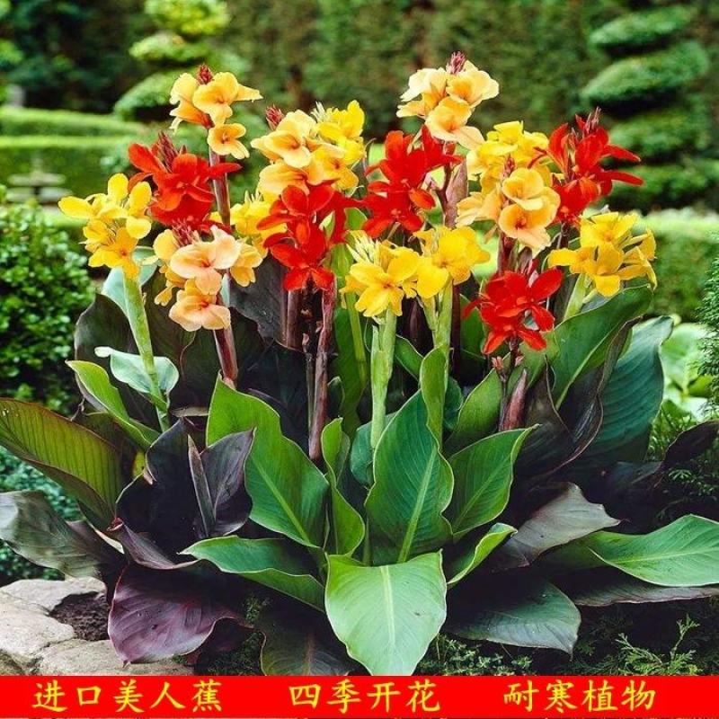 美人蕉种子宿根多年生水生植物河边道路湿地绿化小花红艳蕉花