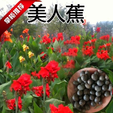 美人蕉种子宿根多年生水生植物河边道路湿地绿化小花红艳蕉花