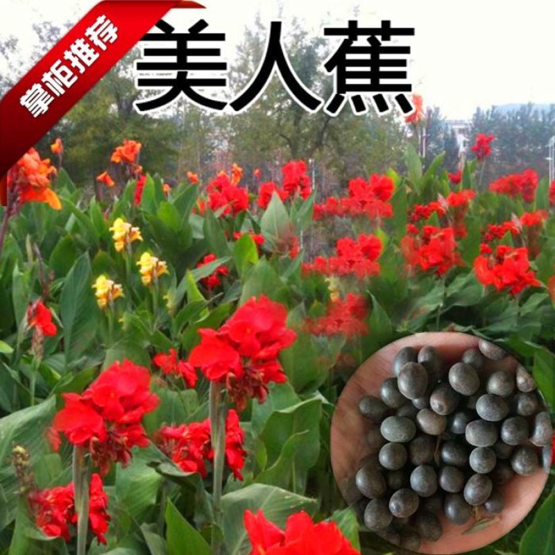 美人蕉种子宿根多年生水生植物河边道路湿地绿化小花红艳蕉花