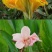 美人蕉种子宿根多年生水生植物河边道路湿地绿化小花红艳蕉花