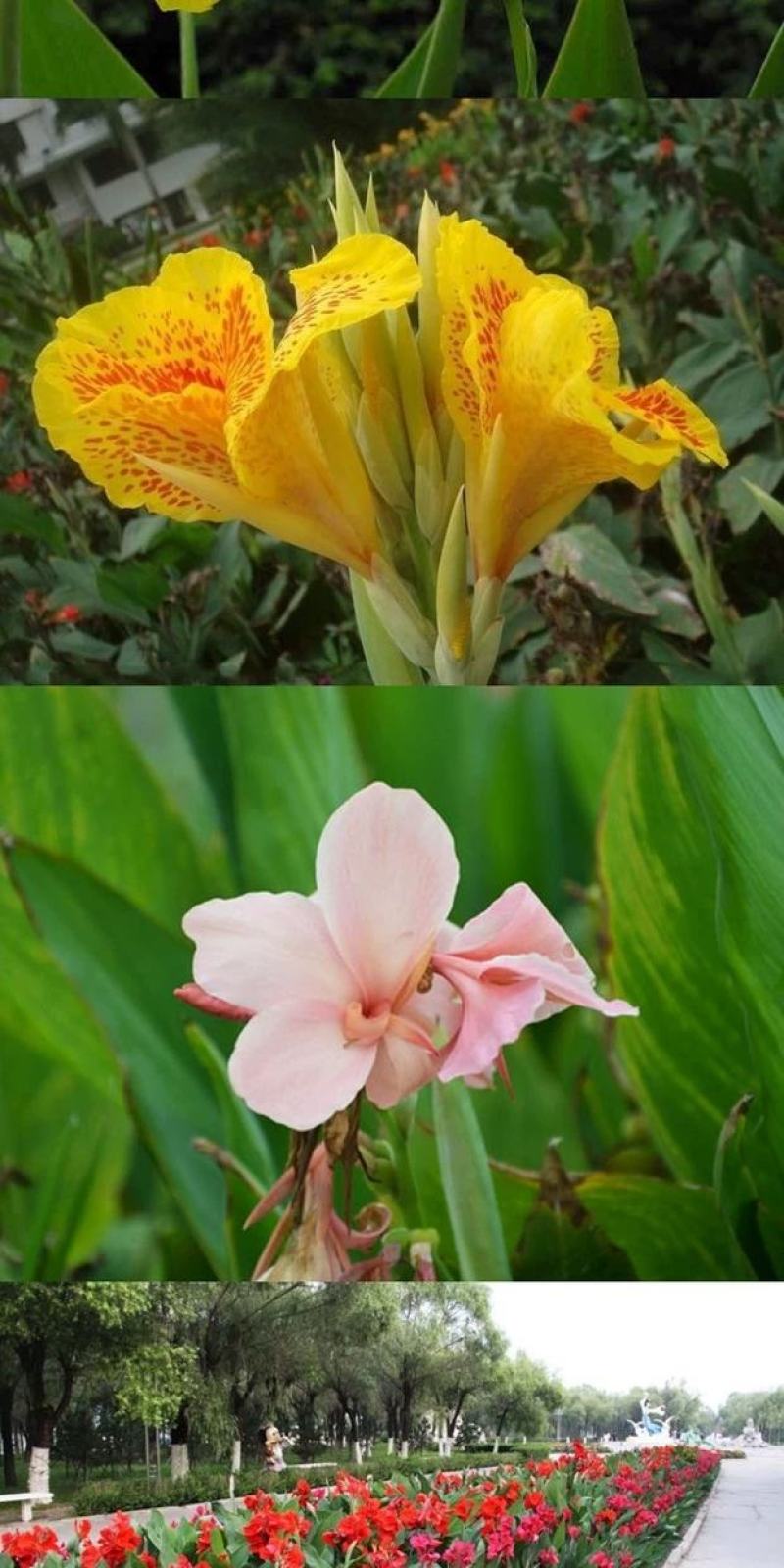 美人蕉种子宿根多年生水生植物河边道路湿地绿化小花红艳蕉花