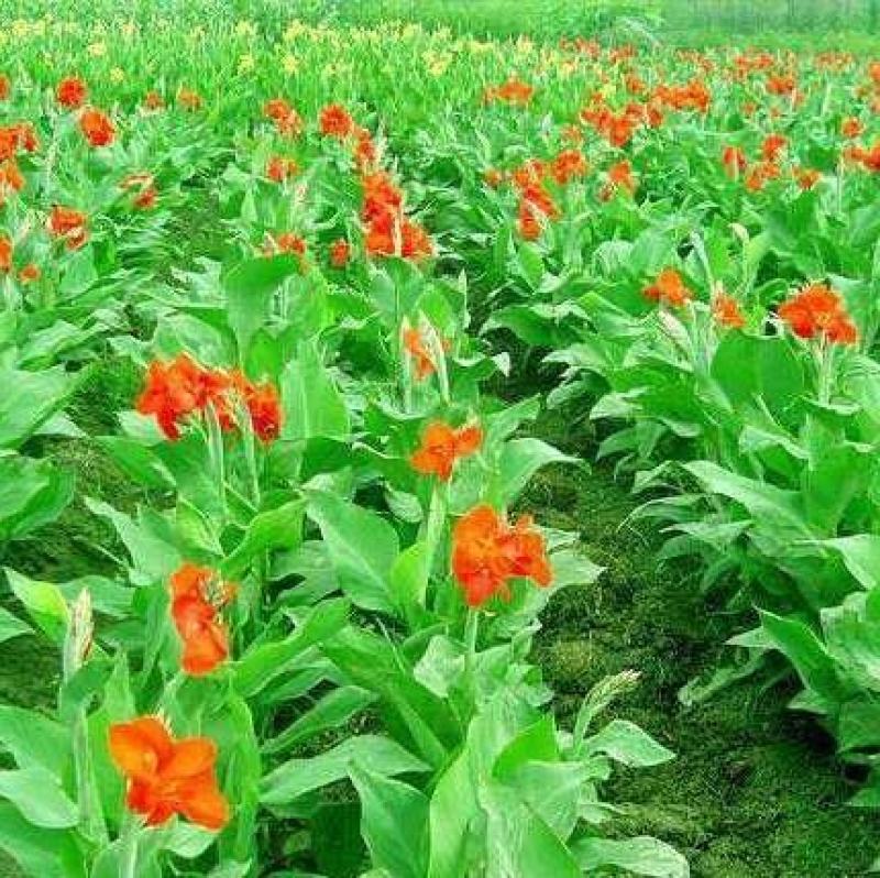 美人蕉种子宿根多年生水生植物河边道路湿地绿化小花红艳蕉花