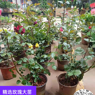 精选云南玫瑰苗2~3年大苗园林绿化工程苗盆栽苗