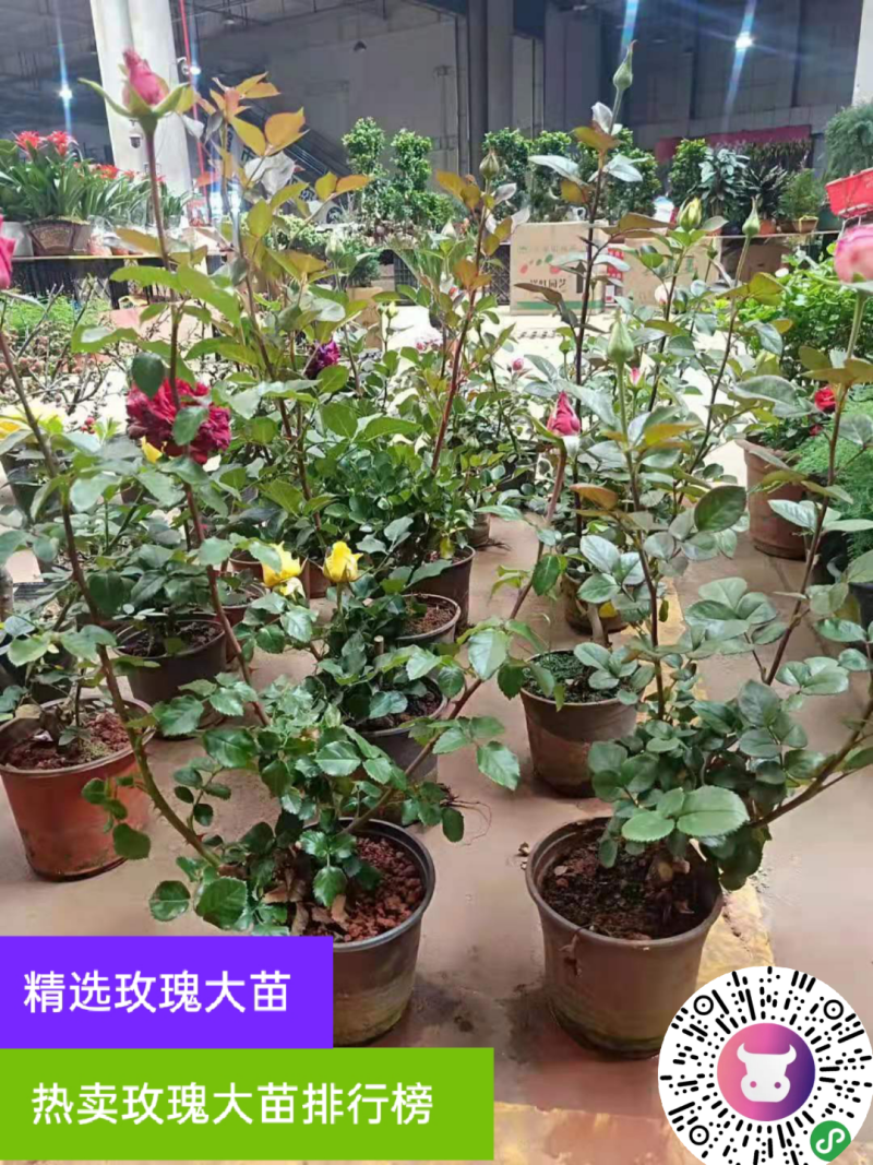 精选云南玫瑰苗2~3年大苗园林绿化工程苗盆栽苗