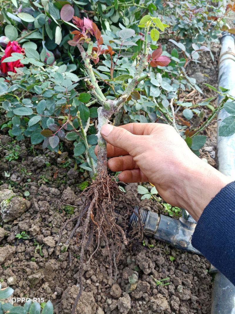 精选云南玫瑰苗2~3年大苗园林绿化工程苗盆栽苗