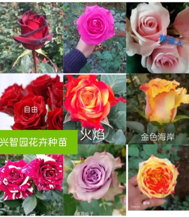 精选云南玫瑰苗2~3年大苗园林绿化工程苗盆栽苗