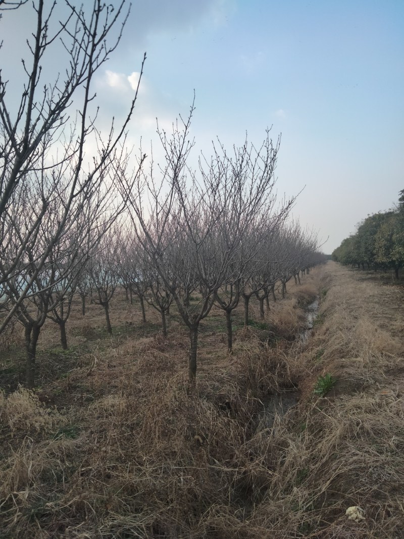 樱花，晚樱早樱都有。径2～12公分批量供应