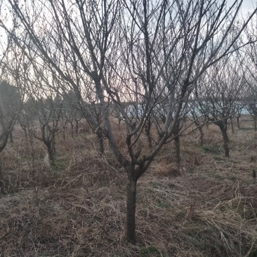 樱花，晚樱早樱都有。径2～12公分批量供应