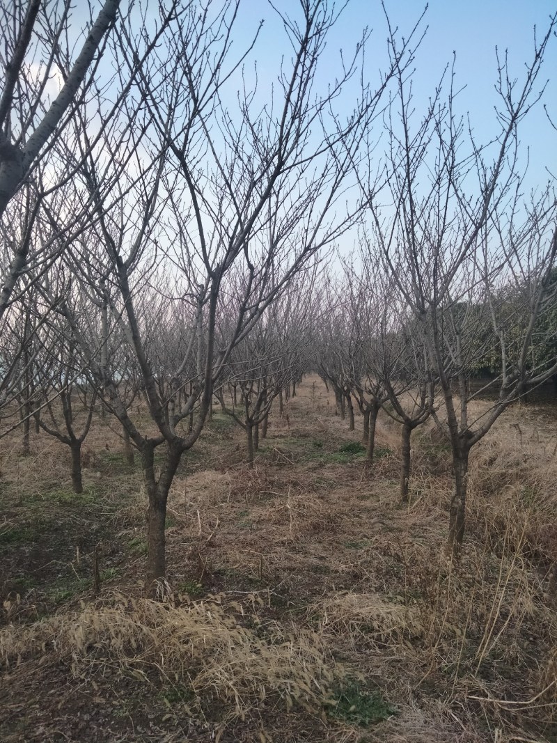 樱花，晚樱早樱都有。径2～12公分批量供应