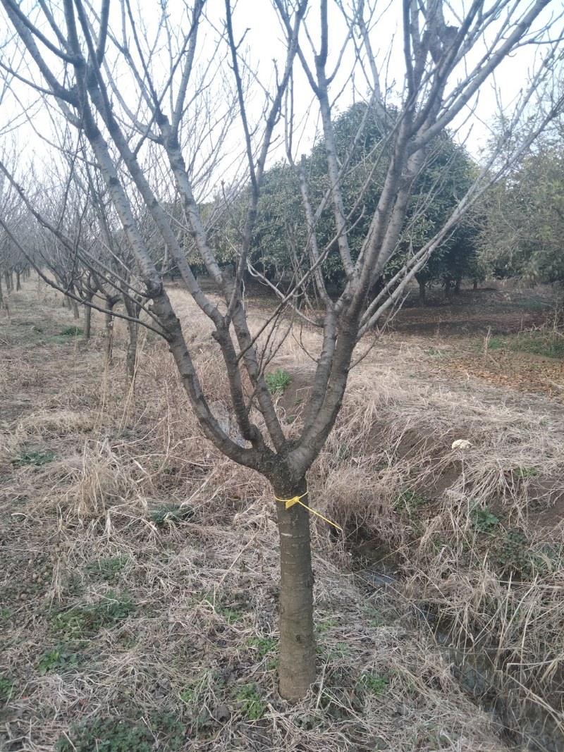 樱花，晚樱早樱都有。径2～12公分批量供应