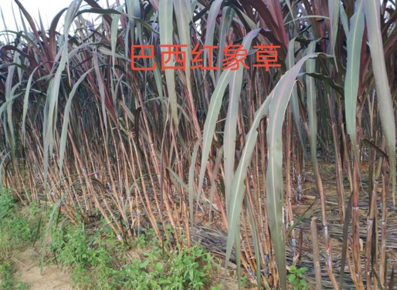 大量供应甜象草，巨菌草，黄竹草，红象草等种节
