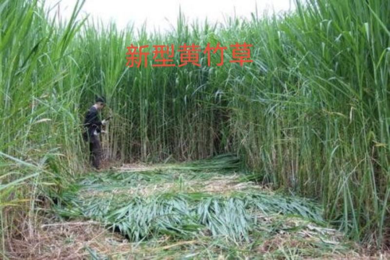 大量供应甜象草，巨菌草，黄竹草，红象草等种节