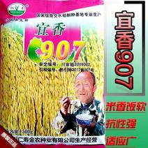 水稻种子宜香907好吃产量高抗性好适应性广抗倒伏米饭香软