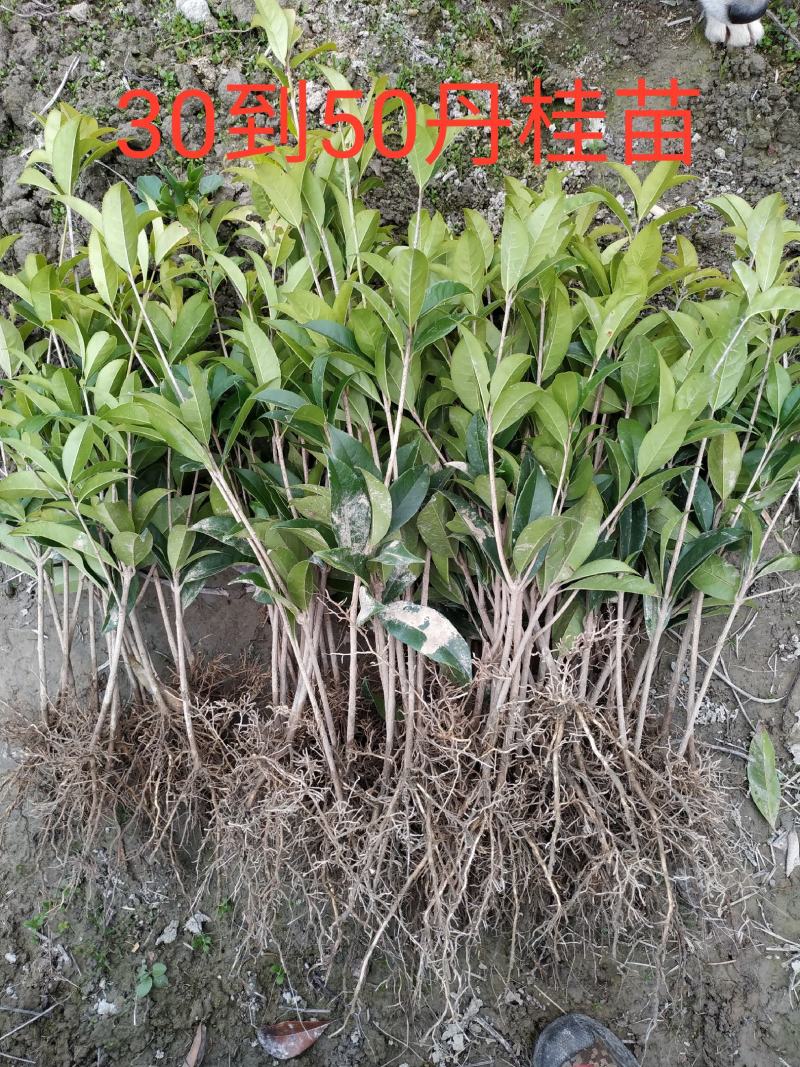 桂花苗桂花树，金桂花树苗，丹桂花苗，四季桂包邮，价格各异