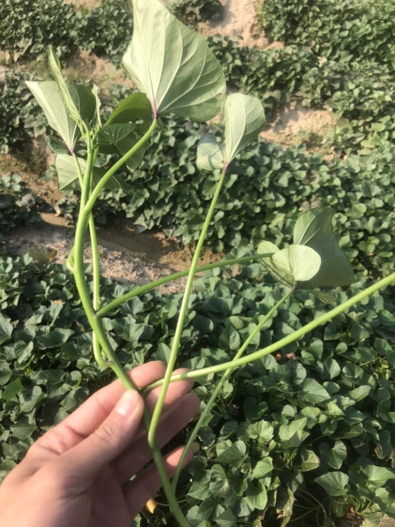 广东阳江一点好苗～可出20万支