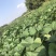 广东阳江一点好苗～可出20万支