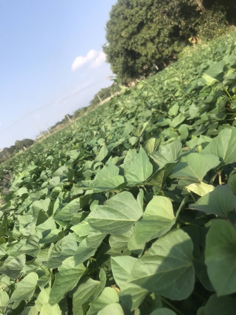 广东阳江一点好苗～可出20万支