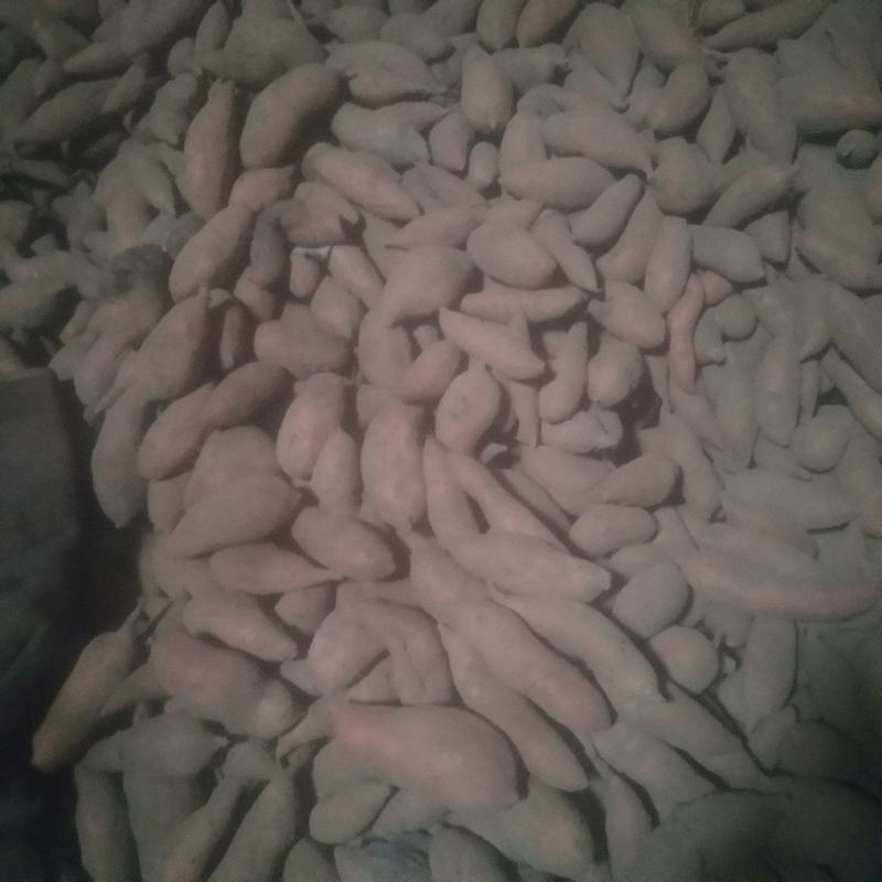 高代龙薯九窖藏种薯，出芽率高