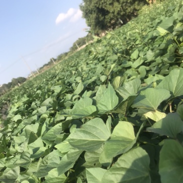 一点好～大田苗～0.1一颗