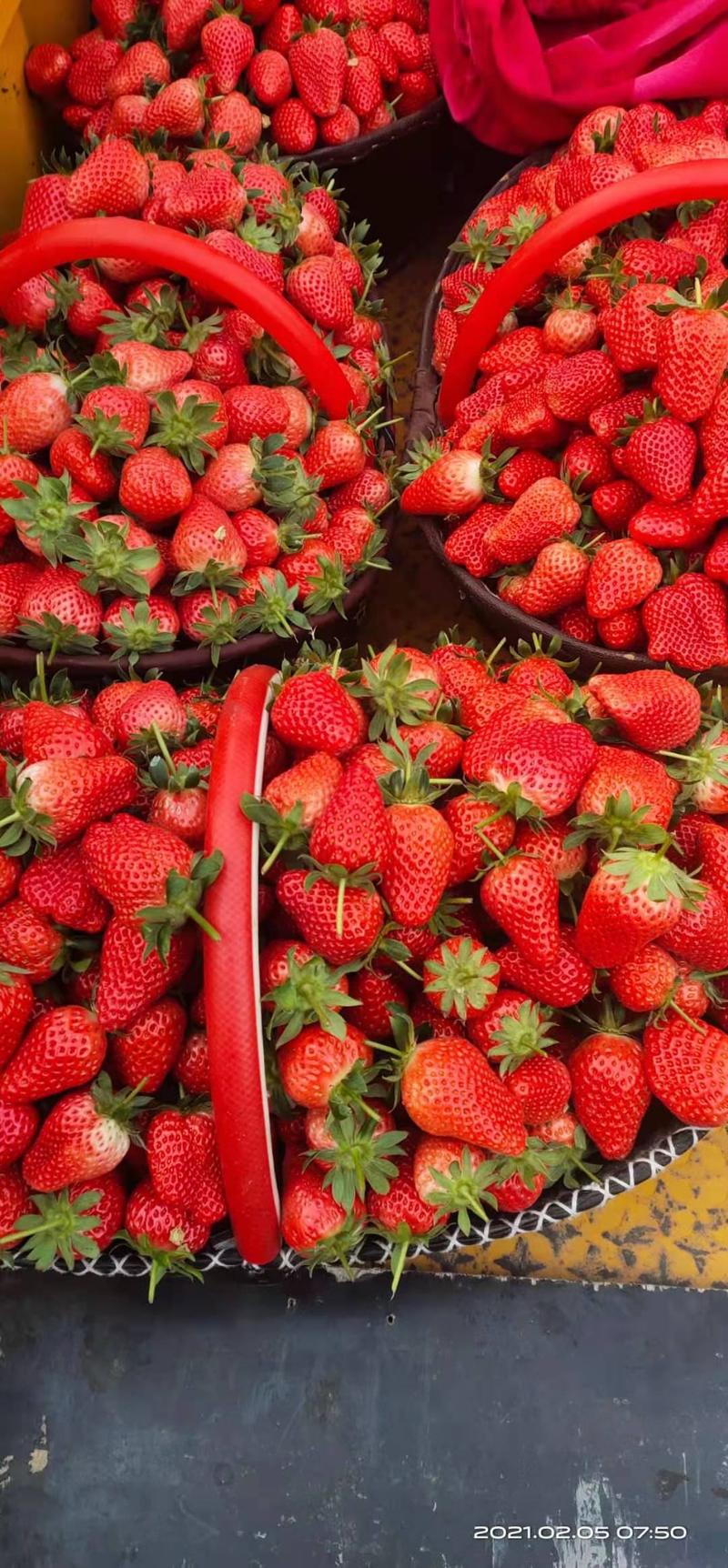 中牟辉煌草莓生态园，奶香草莓基地，新鲜现摘
