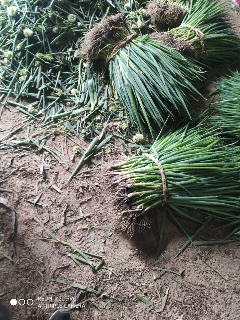 葱苗山东章丘大葱葱苗葱栽子小葱，大量上市供应量大优惠