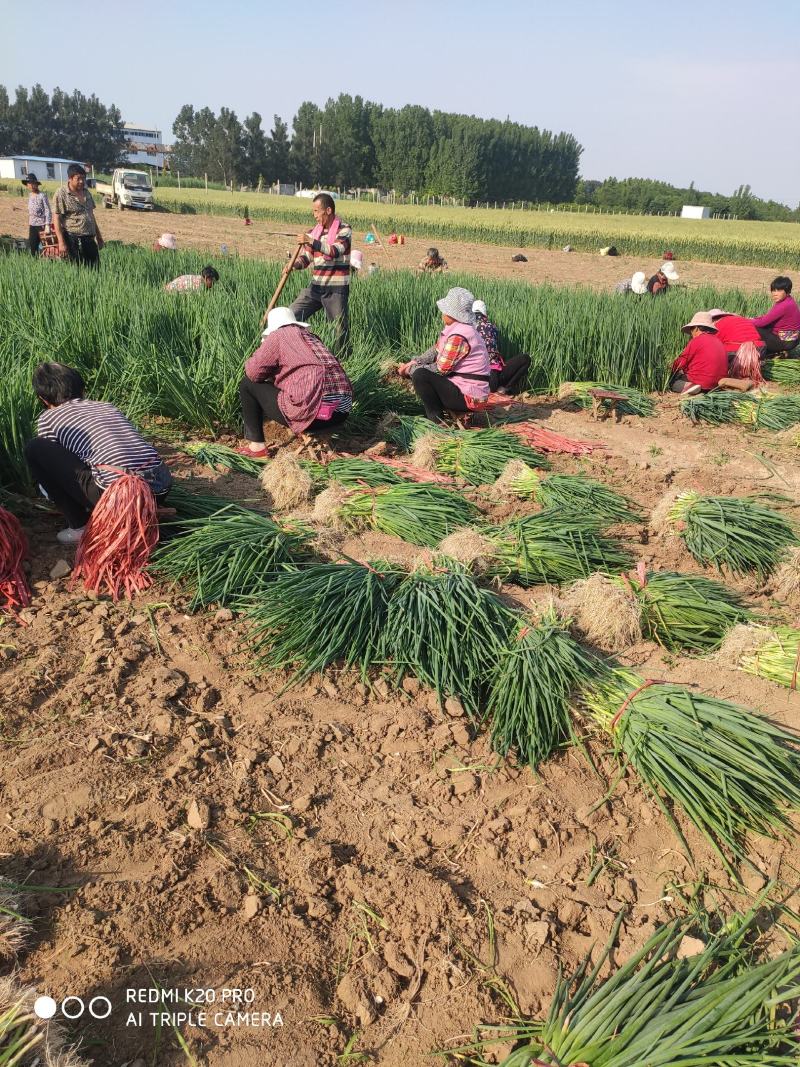 葱苗山东章丘大葱葱苗葱栽子小葱，大量上市供应量大优惠