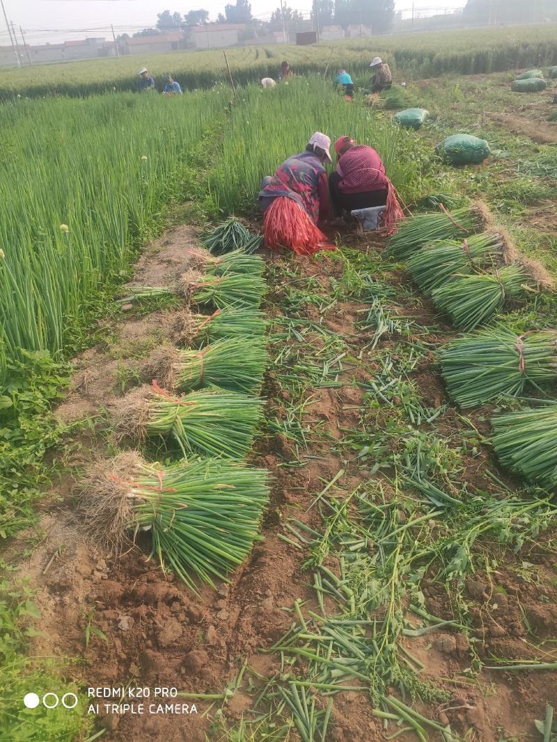 葱苗山东章丘大葱葱苗葱栽子小葱，大量上市供应量大优惠