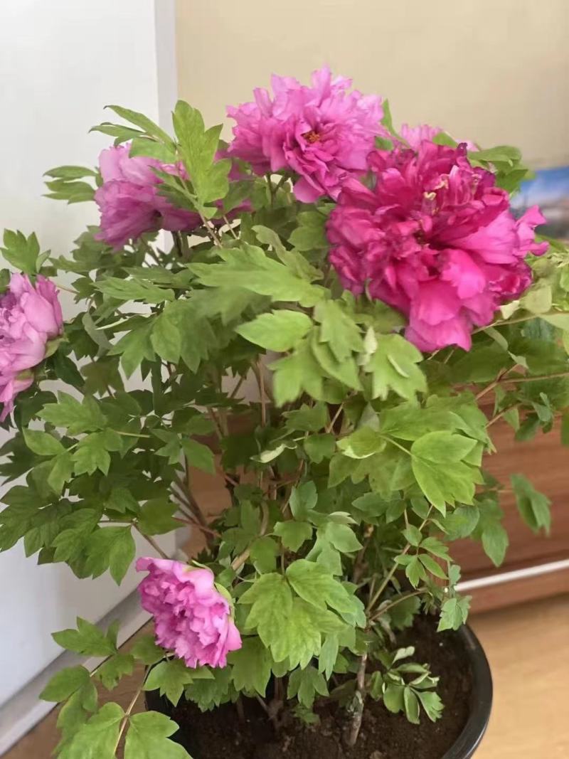 出售正宗白牡丹花苖及其他色系牡丹花苗！！