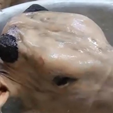 本地自产小黄牛牛头肉