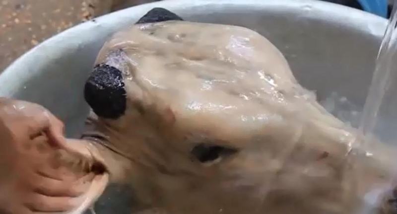 本地自产小黄牛牛头肉