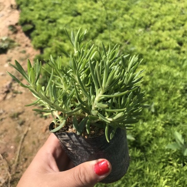 青叶佛甲草中袋，高度15