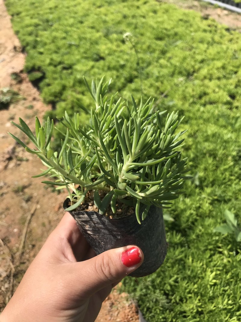 青叶佛甲草中袋，高度15
