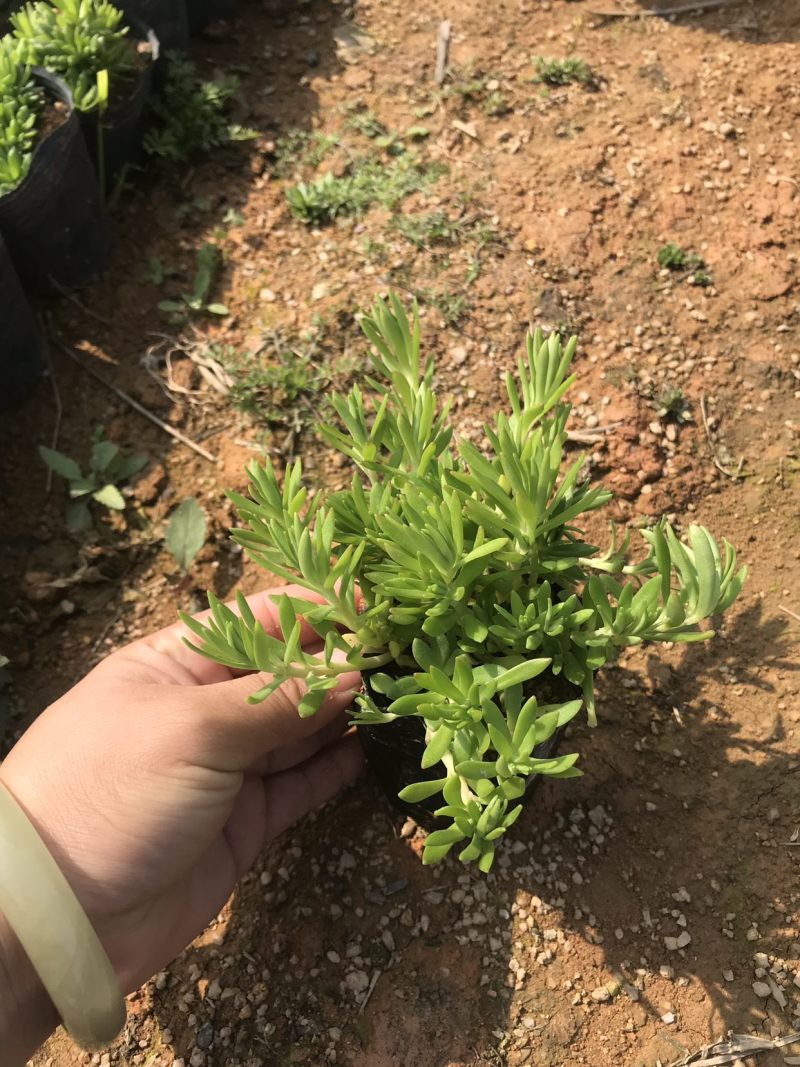 青叶佛甲草中袋，高度15