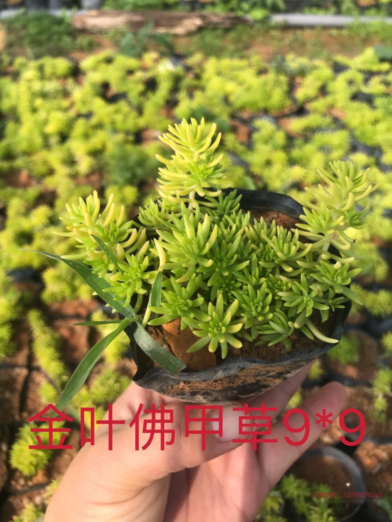 金叶佛甲草9*9的杯子，产地直销