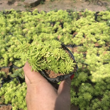 金叶佛甲草9*9的杯子，产地直销