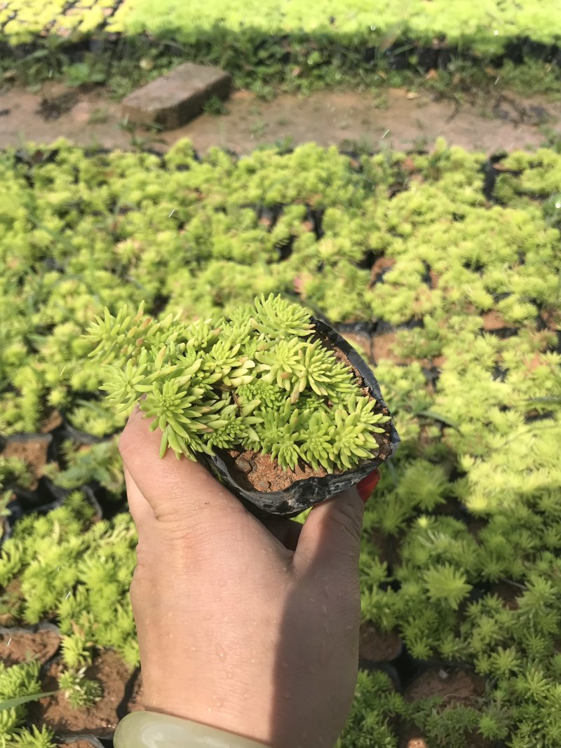 金叶佛甲草9*9的杯子，产地直销