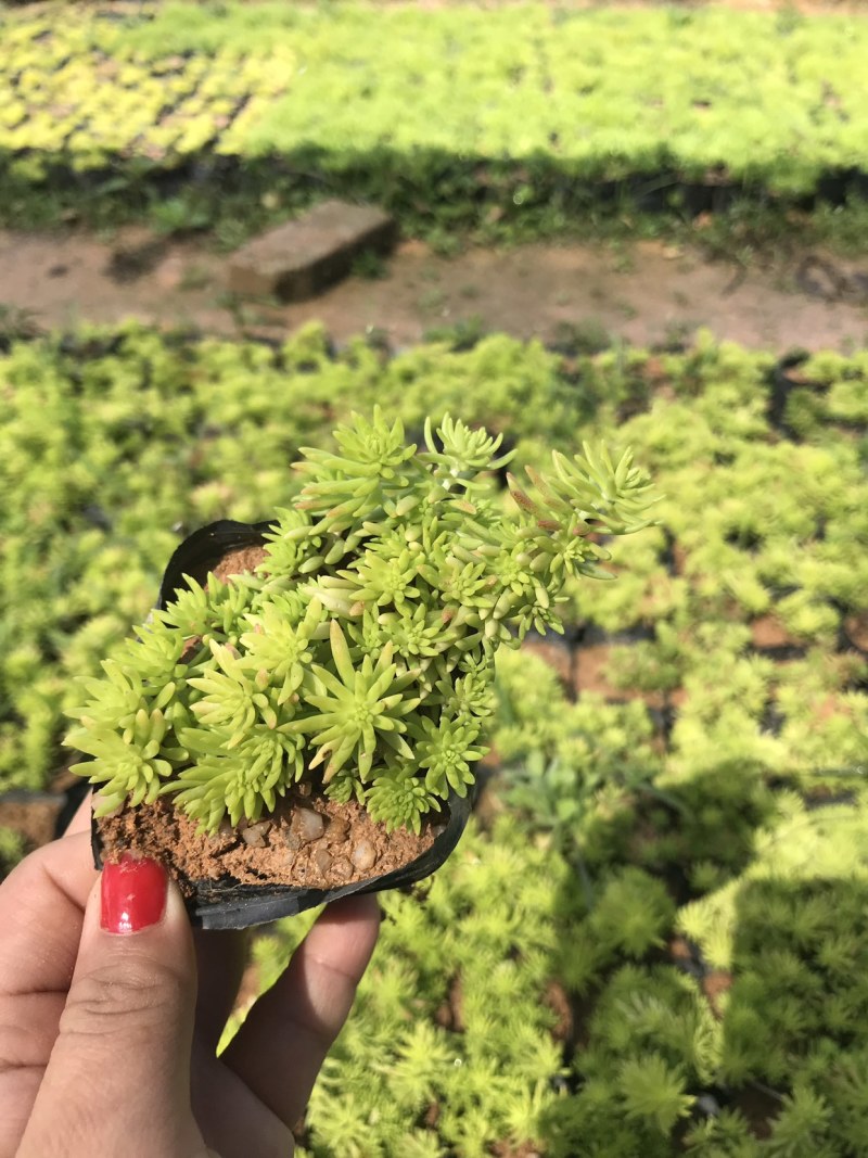 金叶佛甲草9*9的杯子，产地直销