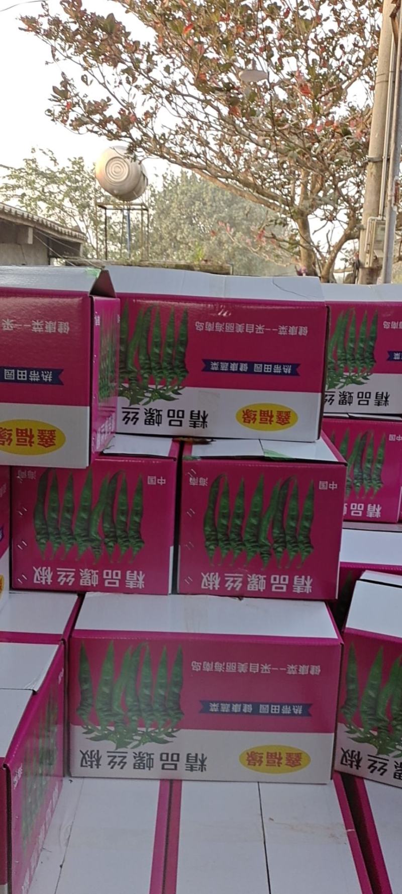 海南省临高县加来镇螺丝椒