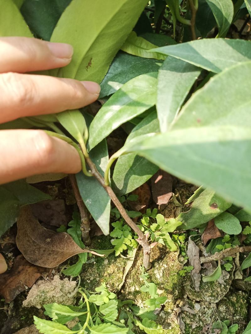 黑老虎苗，也叫布福娜，耐寒品种，南北方地区都可以种植