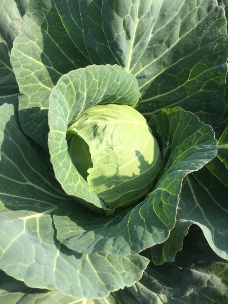 甘蓝包江苏农场种植基地漂亮的甘蓝