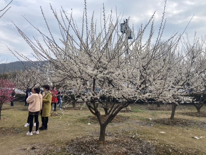 国花