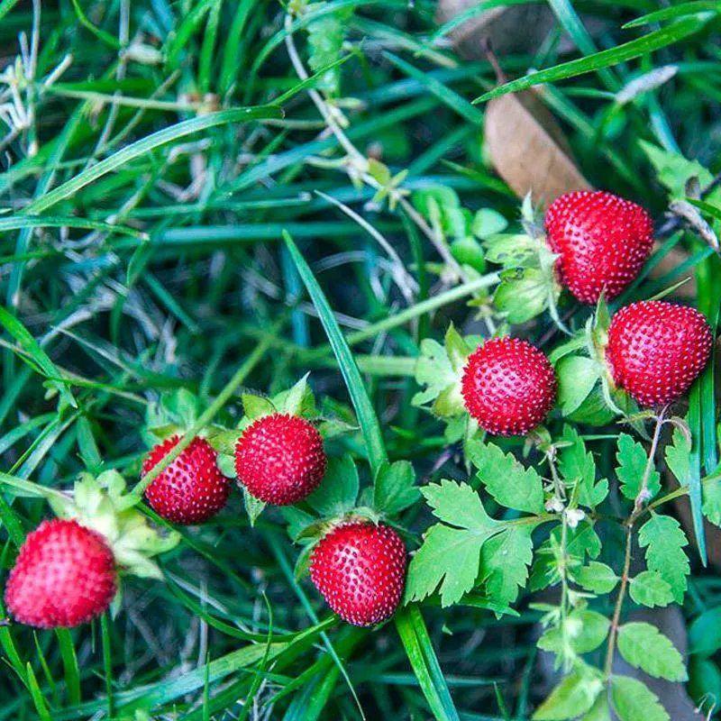 蛇莓种子包邮草坪庭院盆栽观赏种子包邮花籽室内外种植多年生